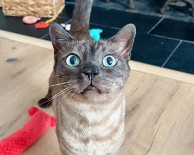 You can fill out an adoption application online on our official website. Meet Todd! This beautiful boy has had a rough road. He was found outside fending for himself but was definitely an indoor cat in his previous life. He was microchipped, although the chip was never registered, and has pins in his leg from an old surgery. The woman who found Toddy helped him find a home, but that new home en...