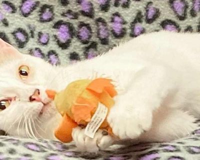 Zara - Domestic Shorthair Female Cat for Adoption