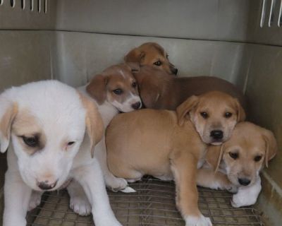Labrador/Great pyrenees mix puppies