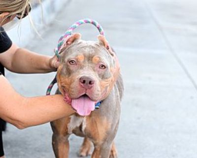 Urgent! Lucy - American Pit Bull Terrier Female Dog for Adoption