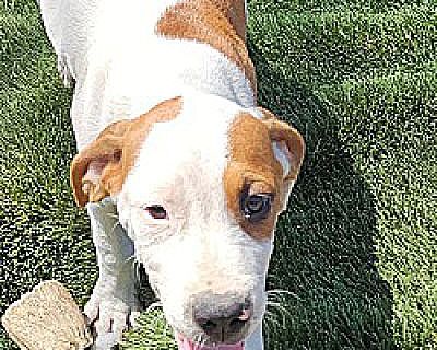 Fanta - American Bulldog/Hound (Unknown Type) Mix Female Puppy for Adoption