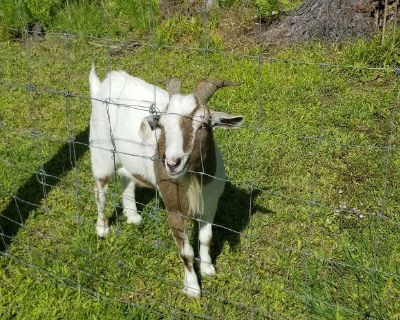 Free male goat