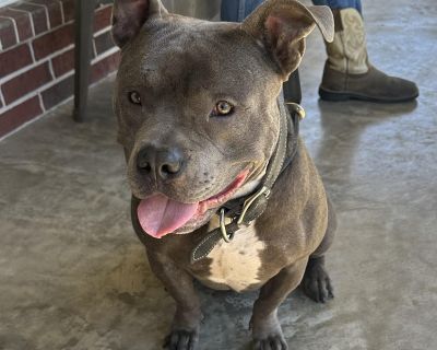 ************************************************************* "He is a force of love, and loves life to pieces!!!" "Dog-friendly and extremely kid-friendly" "Gentle around kids. Not mouthy at all." ************************************************************* This 4 year old, 63 lbs is a force of love. He's a very happy and friendly guy. He doesn't meet a stranger he doesn't like (so if you are...