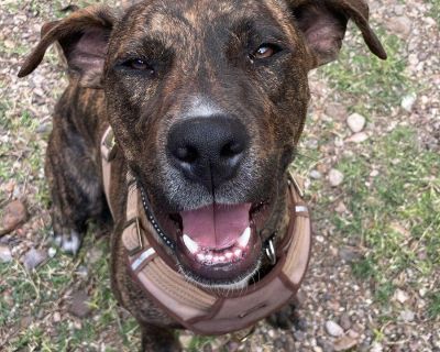 Meet Bruno! Bruno is a stunning 10-month-old Pitbull mix with a big brain, a bigger heart, and the sweetest personality. This handsome boy has completed professional training and loves to show off his skills he knows sit, stay, and down, and he s a dream on the leash. No pulling, just perfect walking manners! Bruno is excellent with kids, dogs, and every human he meets. He s social, gentle, and...