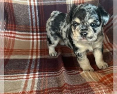 5 Weeks Old * Size at Maturity: Small * Availability Date: 12/03/2025 * Shipping Area: Nationwide * Payment Method: Paypal, Credit Cards, Cash *. Come and meet this handsome little fellow! Baxstin is so sweet and so smart. Feel free to text or call for more photos or a video call with the pup. Thanks so much Items Included: Akc registered vet checked dewormed current vaccines and a 1 year healt...