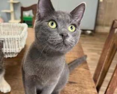 Blue loves to cuddle so much on your lap and purrs so loudly he knows his name so well and comes running when you call him. His favorite past time is chasing his ball throughout the hallway. He loves to play with his toys. He plays well by himself, but when he s done playing, all he wants to do is be cuddled pet and rubbed on his little nose. He is the sweetest little boy with the big heart, an...