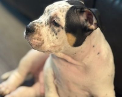 12 Weeks Old * Size at Maturity: Large * Champion Bloodlines: Yes * Availability Date: 10/11/2025 * Shipping Area: Nationwide * Payment Method: Money Order/Cashier's Check, Paypal, Credit Cards, Cash *. 8 weeks old and UTD on shots.5 males and 2 female. 2X Grand champion brisket. For more information call or text 980-375-9804 Items Included: Vaccines and paperwork