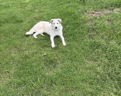 Ollie - Husky/Great Pyrenees Mix Female Puppy for Adoption