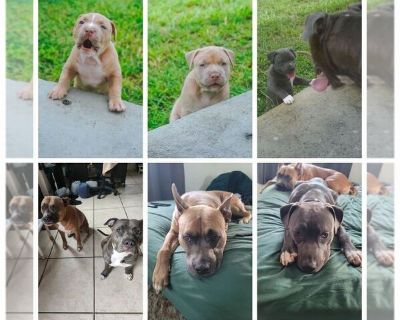 Chubs Scarface - American Pit Bull Terrier Male Puppy for Sale