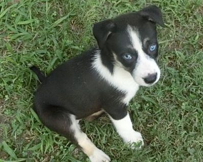 Blueberry - Husky/Mastiff Mix Female Puppy for Adoption