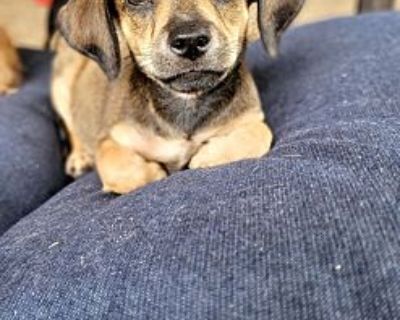 Grape Fruit - Dachshund Female Puppy for Adoption