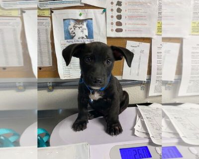 Wudy - Labrador Retriever Mix Male Adult Dog for Adoption