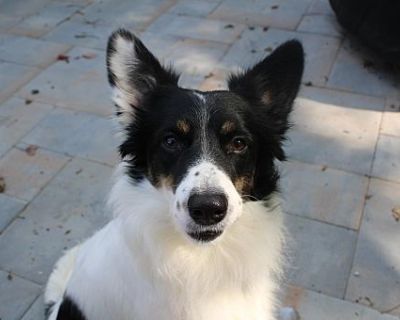 Ryder CT - Border Collie Male Dog for Adoption