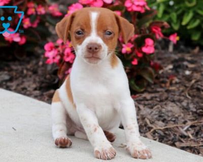 Slim - Male Jack Russell Terrier Puppy for Sale
