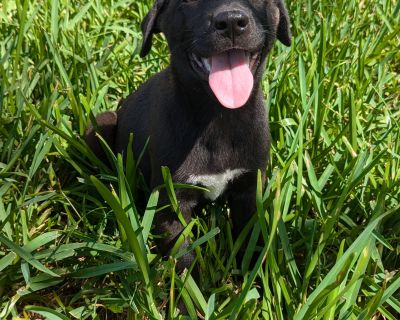 Independence "Indy" - Labrador Retriever & Siberian Husky Mix Female Puppy for Adoption