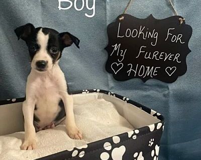 Arlo - Rat Terrier/Mixed Breed (Medium) Mix Male Puppy for Adoption