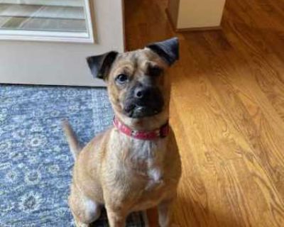 Frank - Pug/Chihuahua Mix Male Dog for Adoption