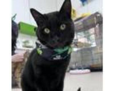 Adopt Sir Shamrock a All Black Domestic Shorthair / Mixed cat in Kanab