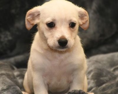 Millie - Mixed Breed Female Puppy for Adoption