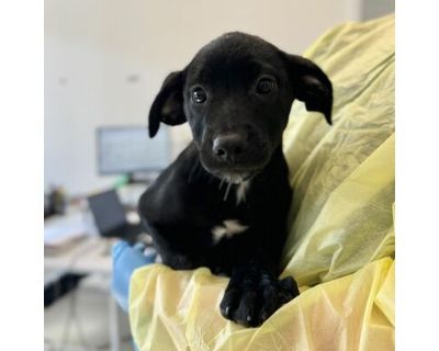 Montego - Border Collie/Hound (Unknown Type) Mix Male Puppy for Adoption