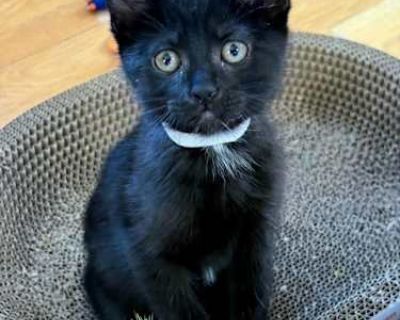 Jessy - Domestic Shorthair Female Cat for Adoption