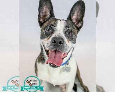 Cosmo - Border Collie-Boston Terrier Mix Male Adult Dog for Adoption