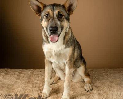 Nala - Shepherd (Unknown Type)/Australian Shepherd Mix Female Dog for Adoption