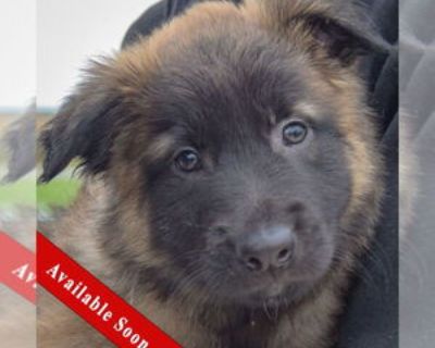 Teddy - Male Mutt Baby for Adoption
