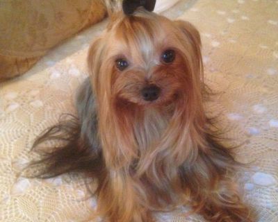 2 Male Yorkshire Terrier Puppies for Sale