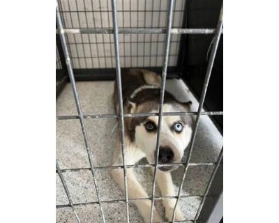 Tonks - Husky/Mixed Breed (Medium) Mix Female Dog for Adoption