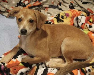 Meet Indigo! These pint-sized pups may be small in stature, but they re overflowing with personality and playful energy! Found as strays, they ve come a long way and are now ready to find their forever homes. Indigo is 12 weeks old and around 15 pounds. Whether they re zooming around the yard, chasing toys, or cuddling up after a big day of fun, these dogs are guaranteed to keep you smiling. Th...