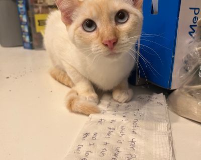Meet Edward, a Petstablished Siamese Cat