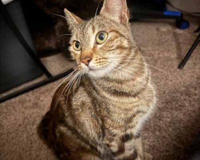 Momma Elphie - Domestic Shorthair/Bengal Mix Female Cat for Adoption