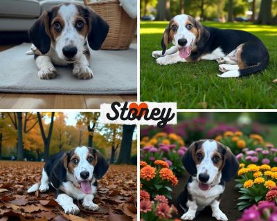 Stoney is currently at a rescue in Oklahoma. We are looking for a home in a state where people treat their animals well. He has to be prepaid and picked up directly from transport near one of the cities listed at bottom. If things don't work out for some reason, which rarely ever happens, he will go back to Oklahoma on our next transport until a new home is found. -Stoney is a mixed breed. He d...