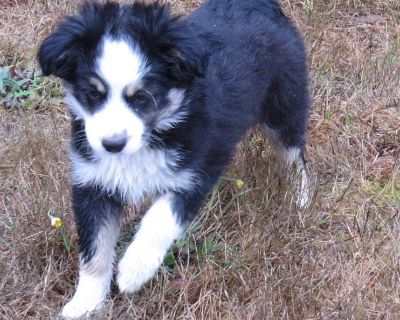 Small mini/TOY australian shepherd puppies