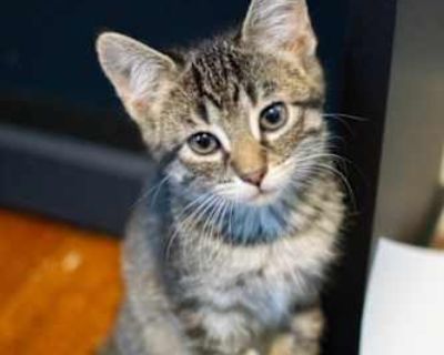 My Foster Mom says, "Rocky is an affectionate, people-loving kitten who warms up right away and loves being around his people. Whether he's playing, purring, or soaking up attention, he's happiest when he's part of the action. Rocky gets along wonderfully with other cats, dogs, and everyone he meets. He's litter box trained and full of friendly energy, always ready for love and fun!" Contact st...