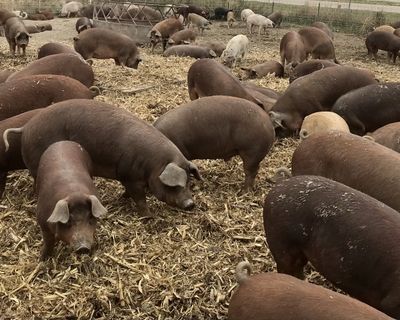 Feeder Pigs For Sale(Red wattles)