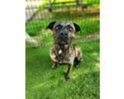 Adopt Drax 482-23 a Pit Bull Terrier, Mixed Breed
