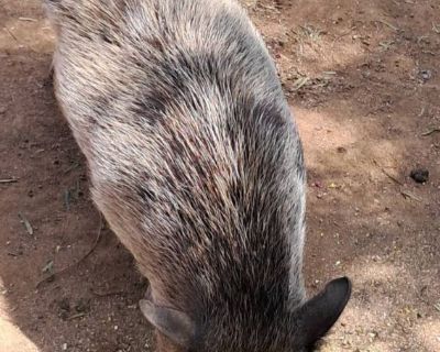 I currently have a pig for sale