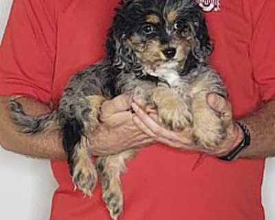 Ava - Cavapoo Female Puppy for Adoption