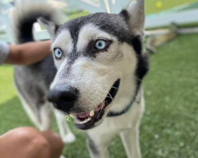 Sasha - Siberian Husky Mix Female Dog for Adoption