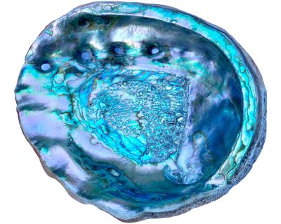 Large Mid 20th Century Red Abalone Shell, Haliotis Rufescens