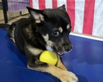 Lorek 6859 - German Shepherd Dog Male Dog for Adoption