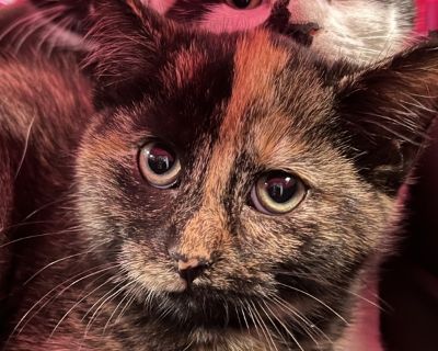 Alice - Domestic Short Hair Mix Female Cat for Adoption