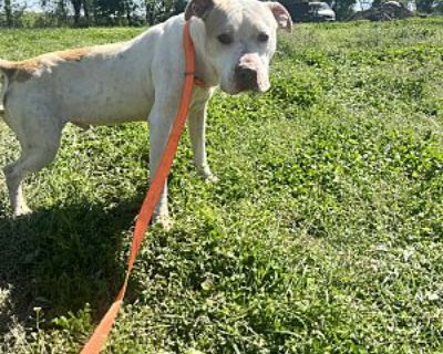 Bullet - American Pit Bull Terrier Male Dog for Adoption