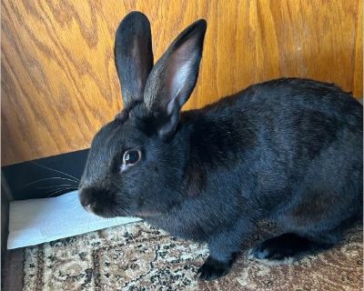 Chip - Male Young Rabbit for Adoption