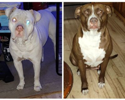 puppies coming in July