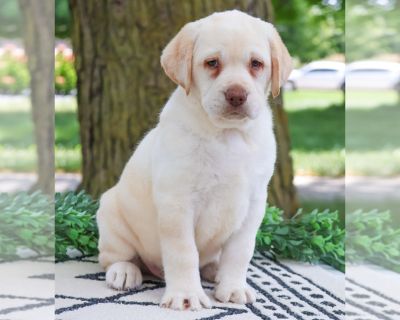 Tucker - Labrador Retriever Male Puppy for Sale