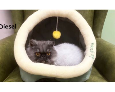 Diesel - Persian Male Cat for Adoption