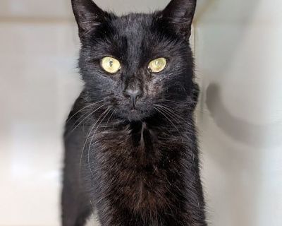 Mr. Kitty Purry - Domestic Short Hair Male Cat for Adoption